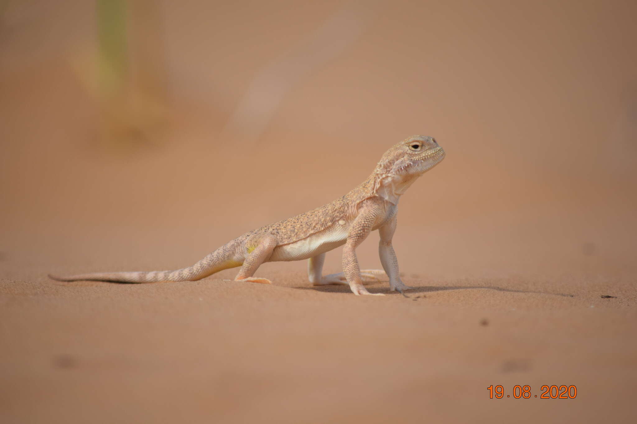 Image of Secret toadhead agama