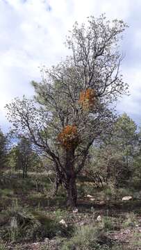 Imagem de Arbutus tessellata P. D. Sørensen