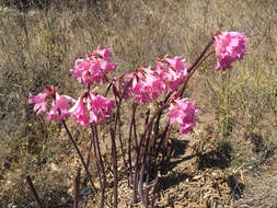 Image of Amaryllis