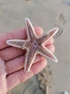 Image of Sand star