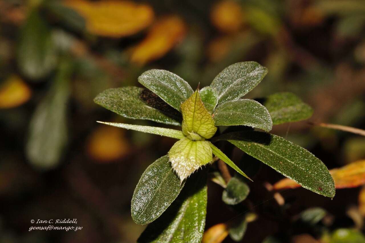 Image of Barleria crassa C. B. Cl.