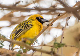 Image of Speke's Weaver