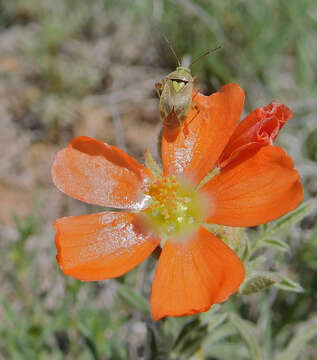 Image of Pale legume bug