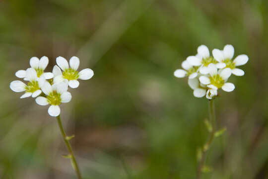 Слика од Saxifraga bulbifera L.