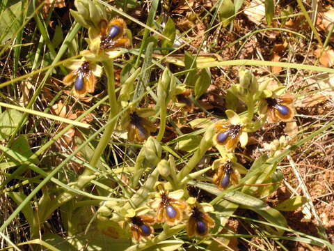 Image of Ophrys speculum subsp. lusitanica O. Danesch & E. Danesch