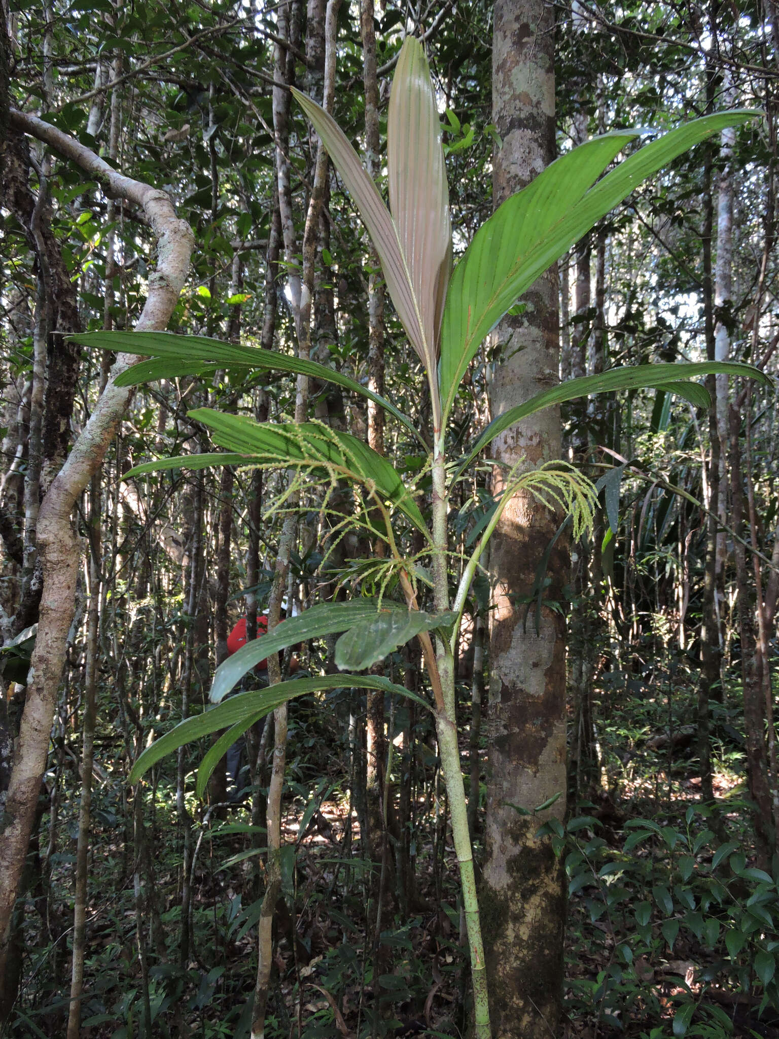 Image of Dypsis hildebrandtii (Baill.) Becc.