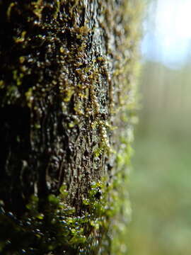 Image of Frullania bolanderi Austin