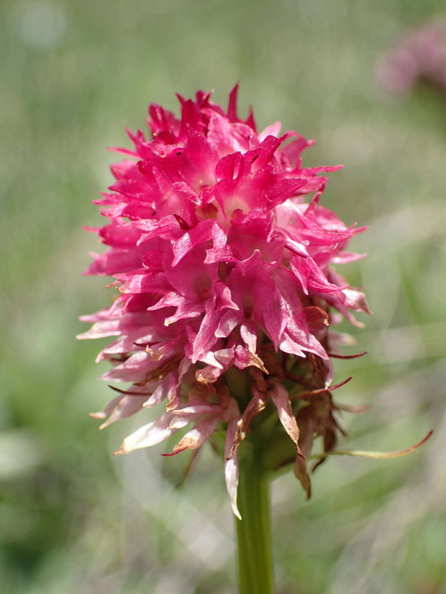 Image of Gymnadenia corneliana (Beauverd) Teppner & E. Klein