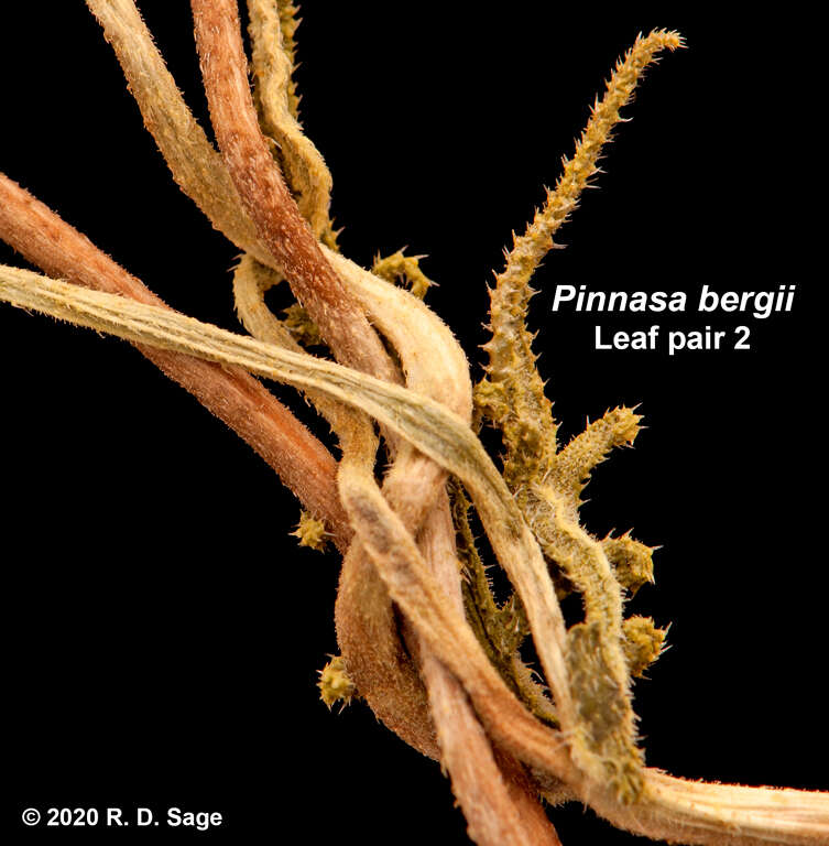 Image of Pinnasa bergii (Hieron.) Weigend & R. H. Acuña