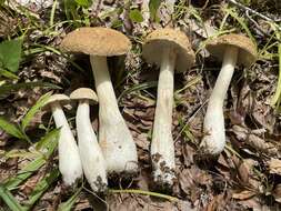 Image of Boletus nobilis Peck 1905