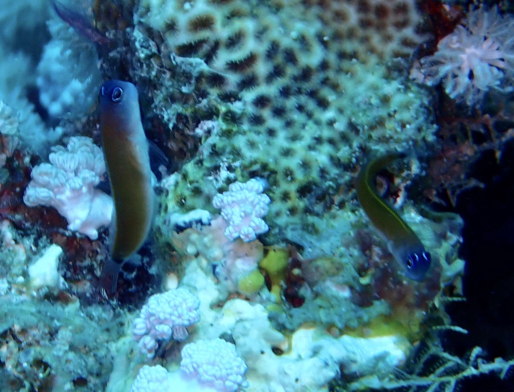 Image of Aron's Blenny