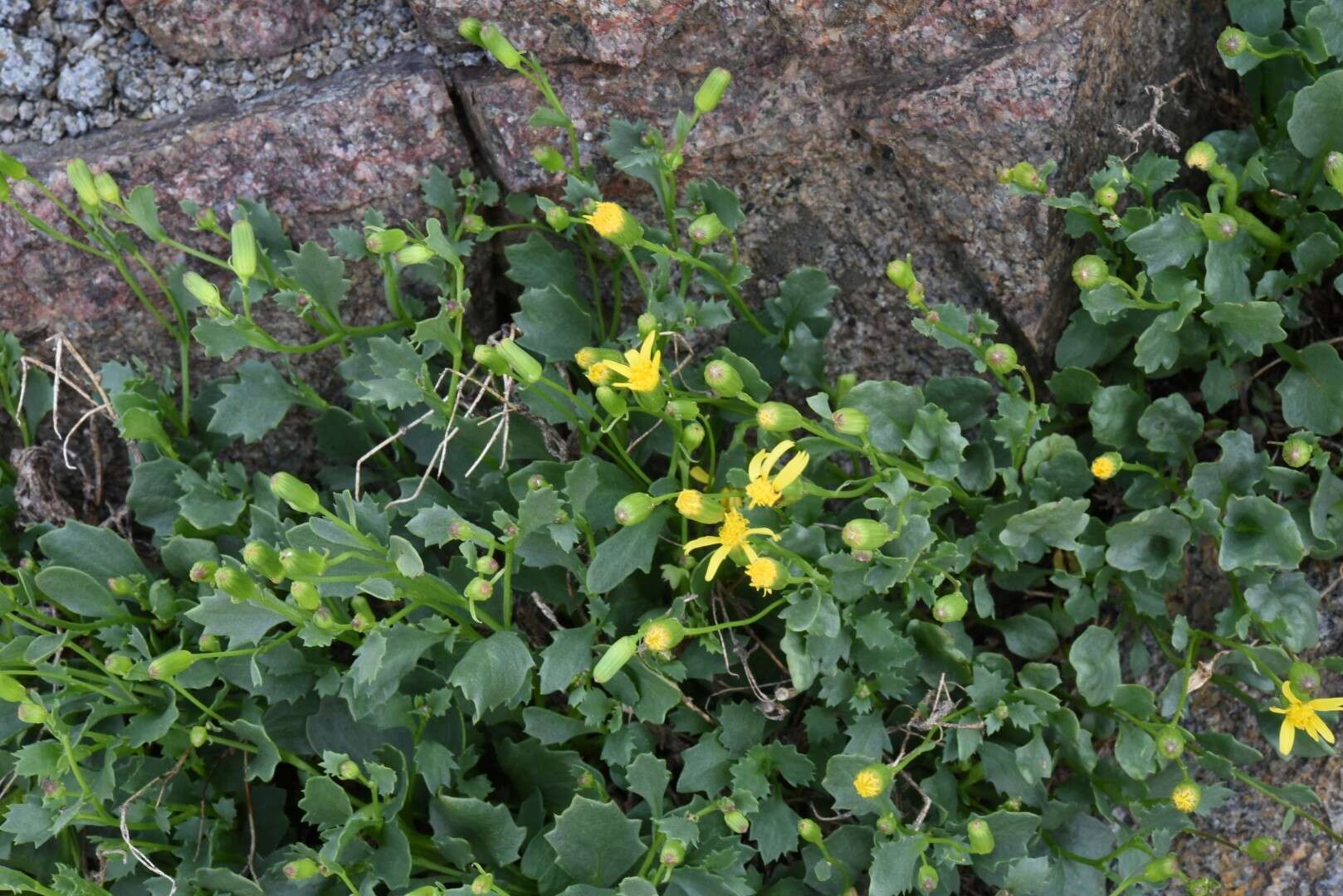 Слика од Senecio fremontii var. occidentalis Gray