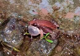 Image of Minervarya frog