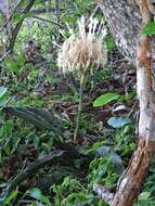 Image of Sansevieria kirkii Baker