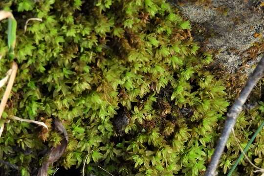 Image of candle snuffer moss