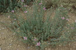 Image de Reaumuria alternifolia (Labill.) Britten