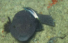 Image of Bicolor Cleaner Wrasse