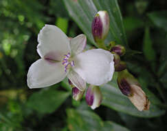 Image of Dichorisandra hexandra (Aubl.) C. B. Clarke