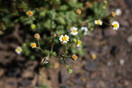 Image of Emory's rockdaisy