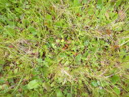 Image of Microcala