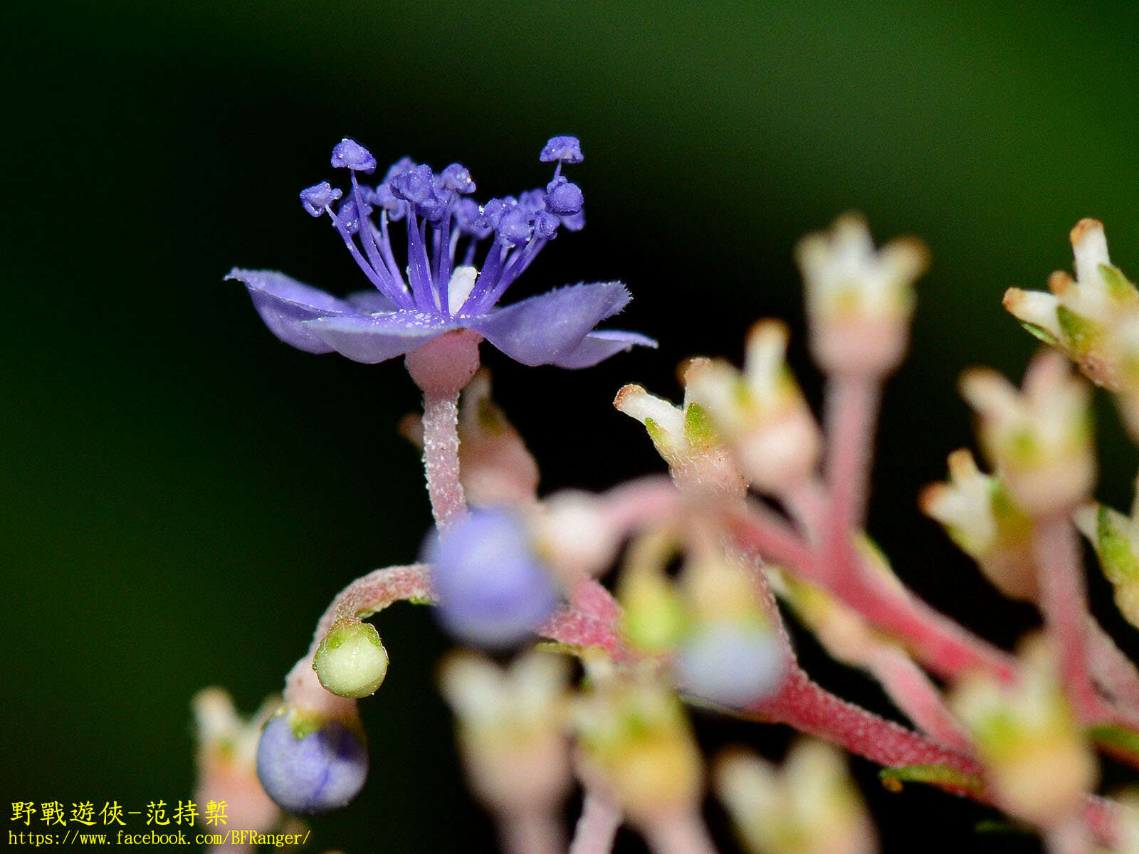 Imagem de Hydrangea densifolia (C. F. Wei) Y. De Smet & Granados