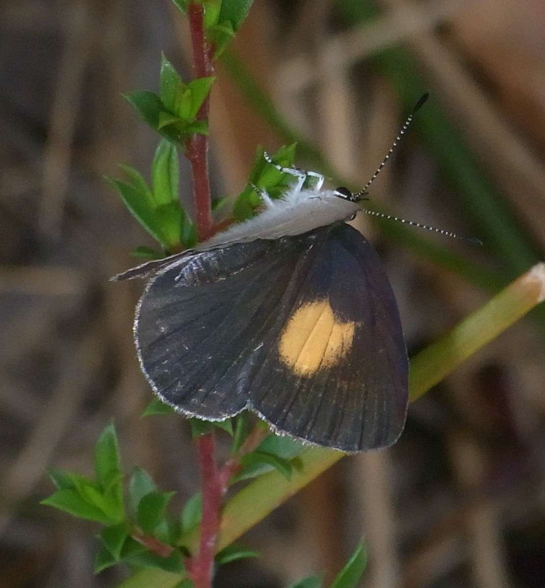 Imagem de Candalides xanthospilos