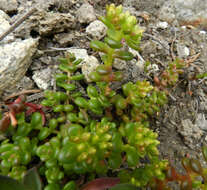 Imagem de Sedum divergens S. Wats.