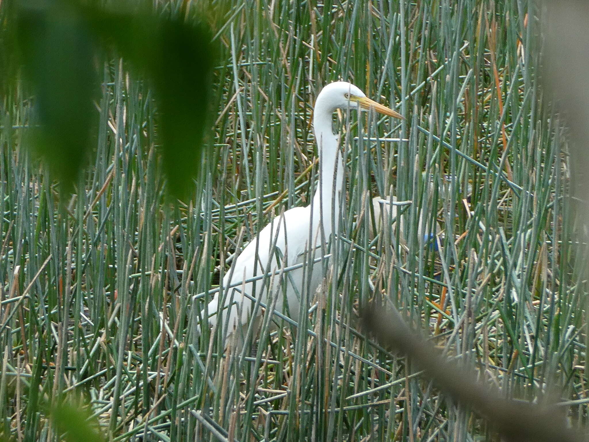 Imagem de Ardea intermedia plumifera (Gould 1848)