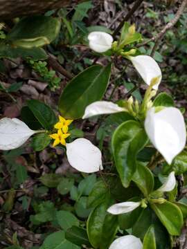 Image of Mussaenda pubescens Dryand.