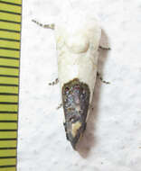 Image of Acontia discoidea Hopffer 1862