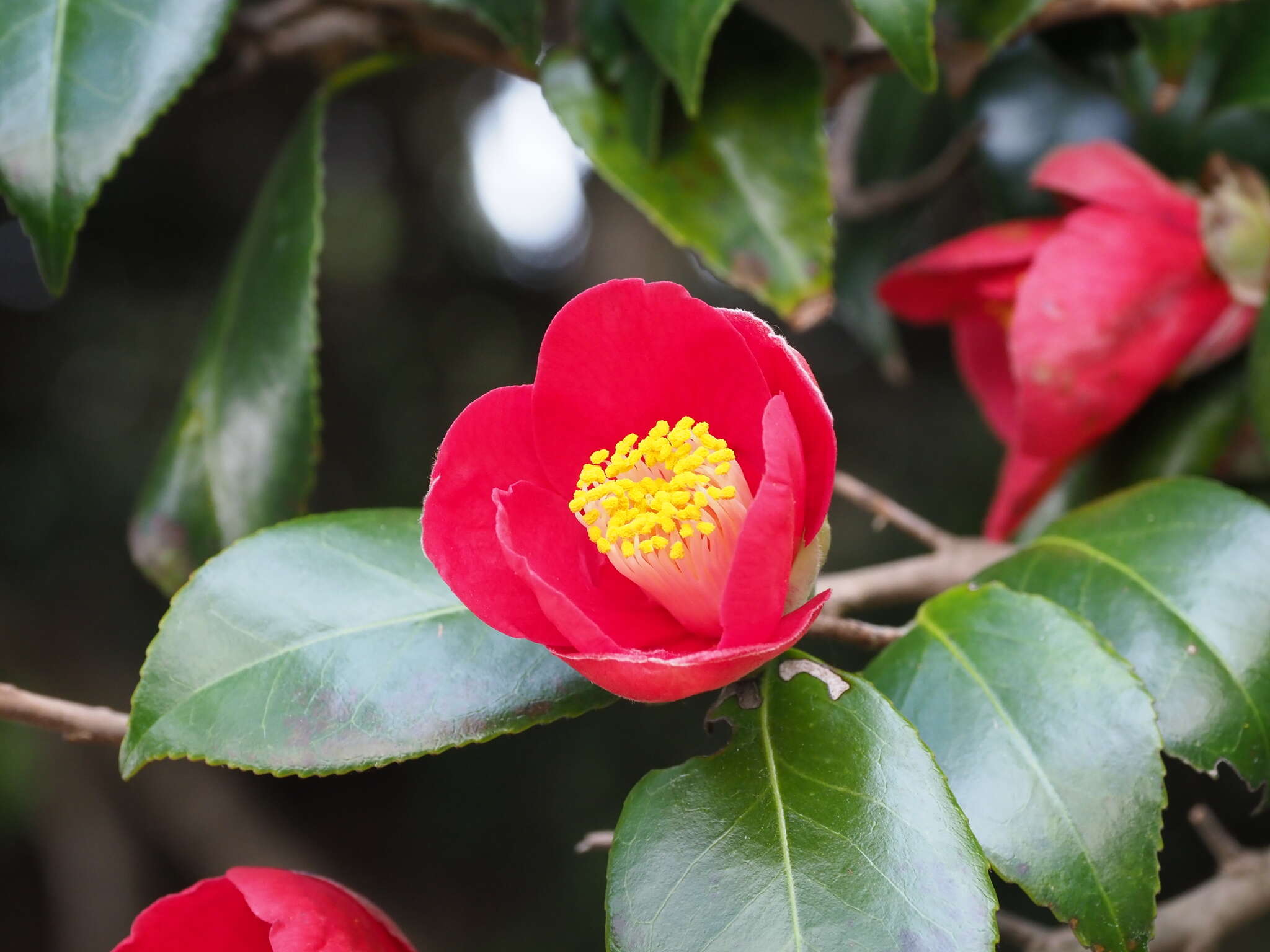 Image of camellia