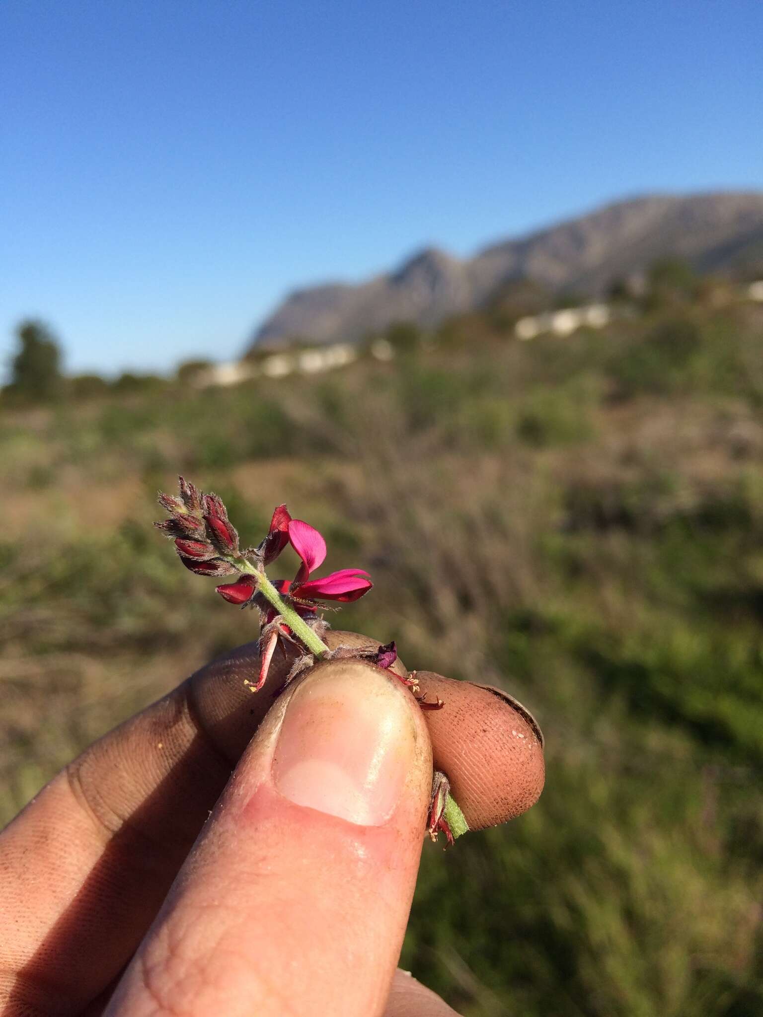 Image de Indigofera incana Thunb.