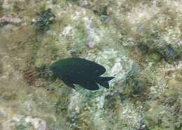 Image of Honey Damselfish