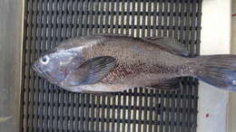 Image of Black rockfish