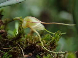 Image of Masdevallia nidifica Rchb. fil.