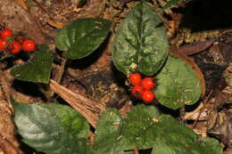 Image of Geophila cordifolia Miq.