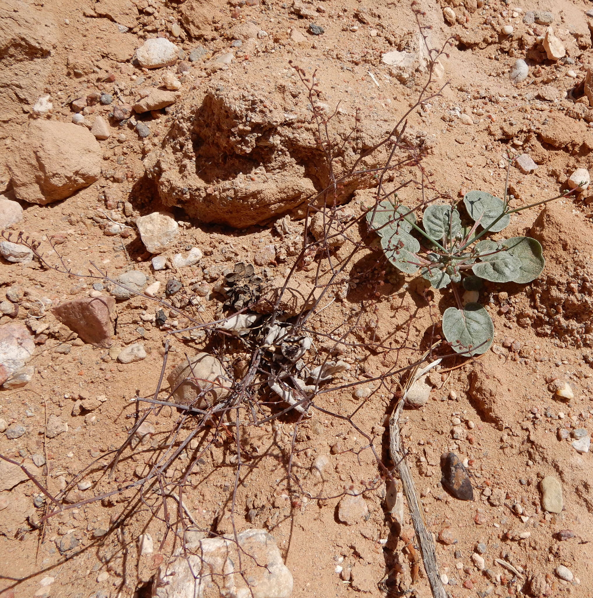 Imagem de Eriogonum rotundifolium Benth.