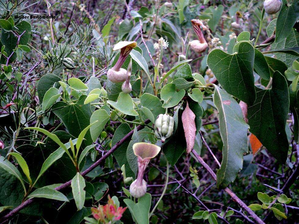 Image de Aristolochia argentina Griseb.