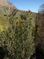 Imagem de Leucadendron rubrum Burm. fil.