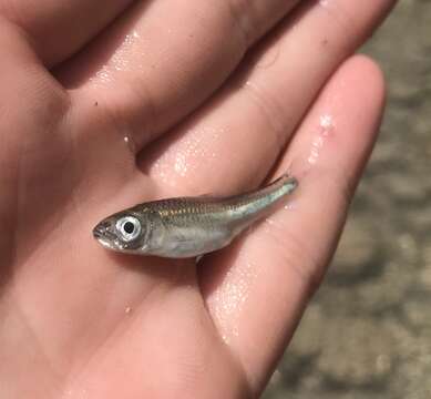 Image of texas shiner