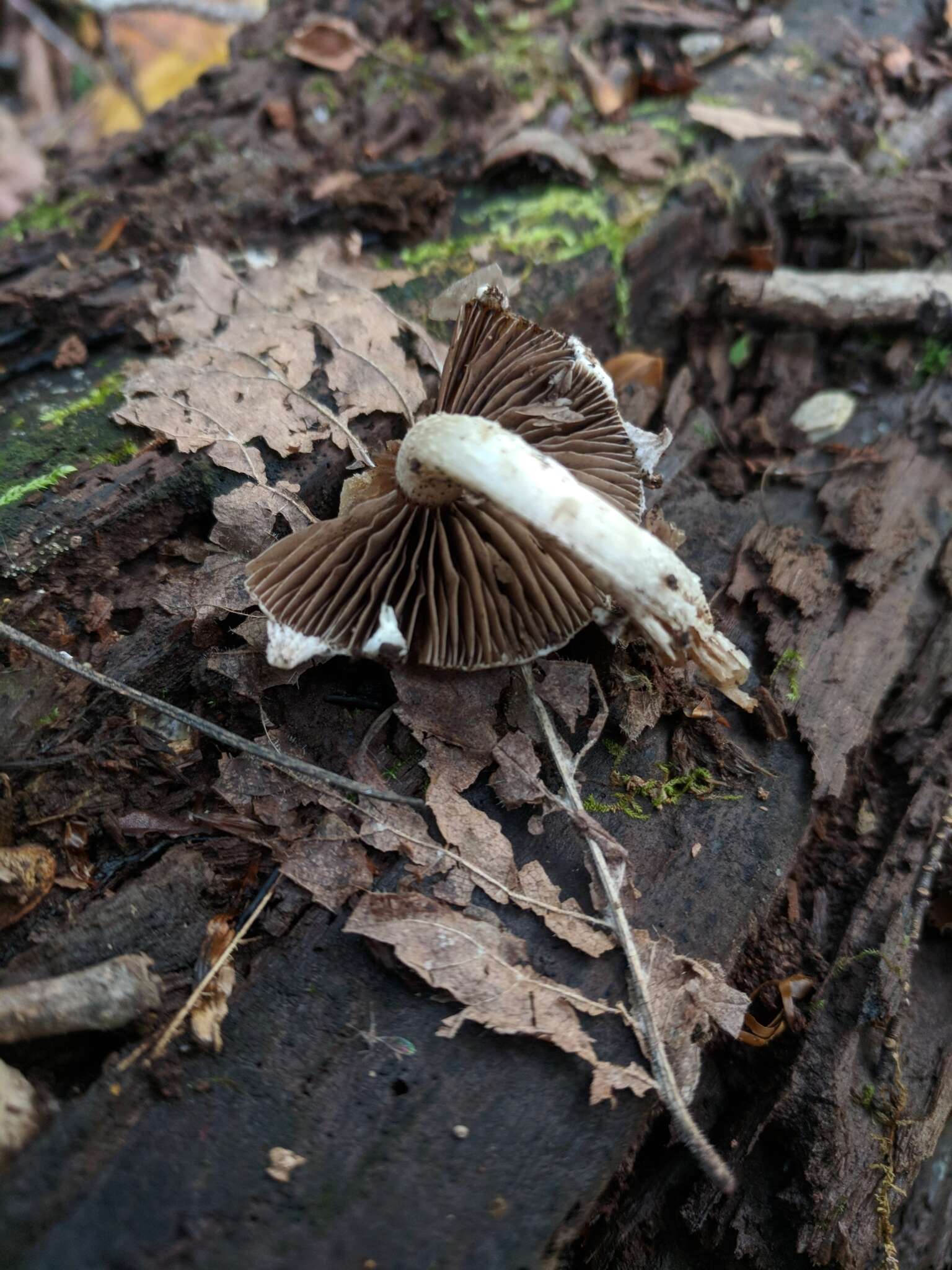 Image of Psathyrella spintrigeroides P. D. Orton 1960