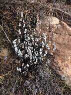 Image of southwestern false cloak fern