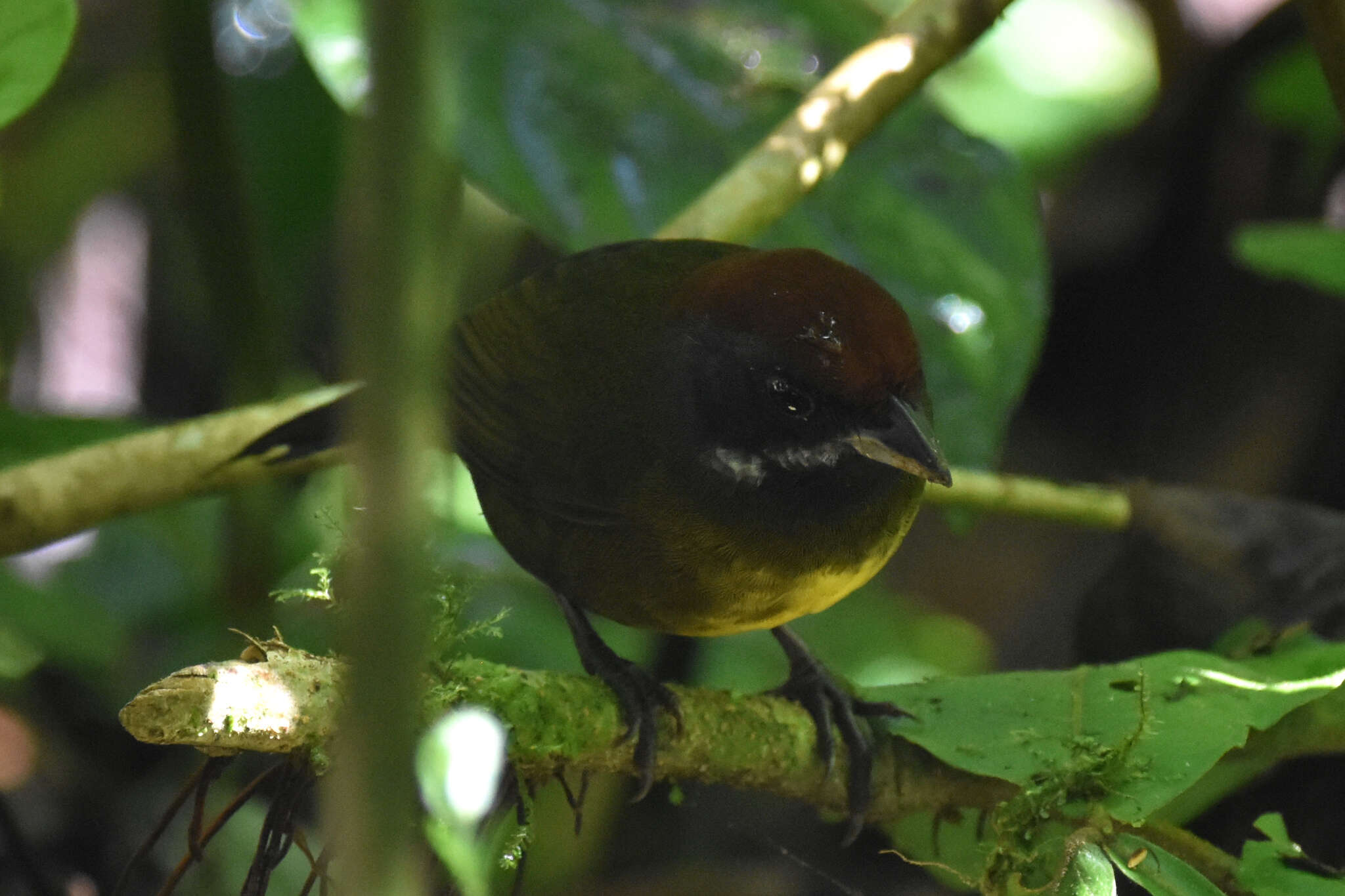 Image of Sooty-faced Finch