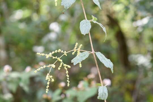 Image of Sageretia elegans (Kunth) Brongniart