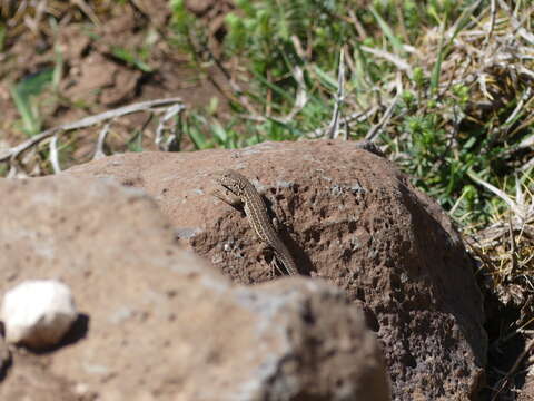 Imagem de Acanthodactylus erythrurus (Schinz 1833)