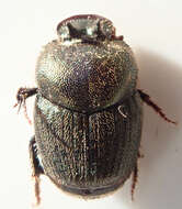 Image of Onthophagus aeruginosus Roth 1851