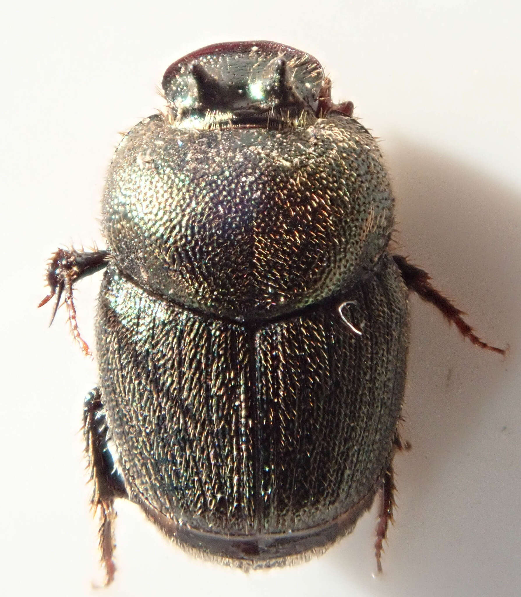 Image of Onthophagus aeruginosus Roth 1851