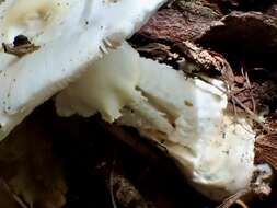 Image of Amanita kotohiraensis Nagas. & Mitani 2000