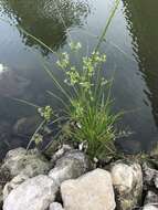 Image of Pond Flat Sedge