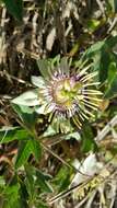 Passiflora karwinskii Mast.的圖片